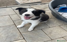 Border Collie cani in vendita: Cuccioli Border Collie Femmine  a Città metropolitana di Roma Capitale - Immagine 3