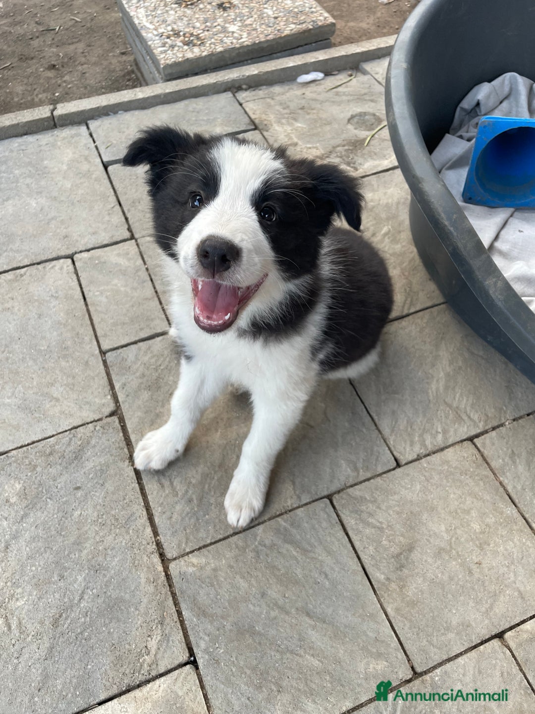 Border Collie cani in vendita: Cuccioli Border Collie Femmine  a Città metropolitana di Roma Capitale - Immagine 3