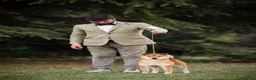 Shiba Inu cani in vendita: Shiba inu - Annuncio 16