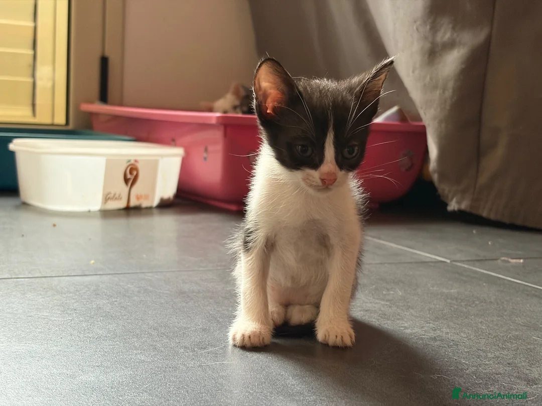 Europeo gatti in regalo: Regalo gattini  - Annuncio 2