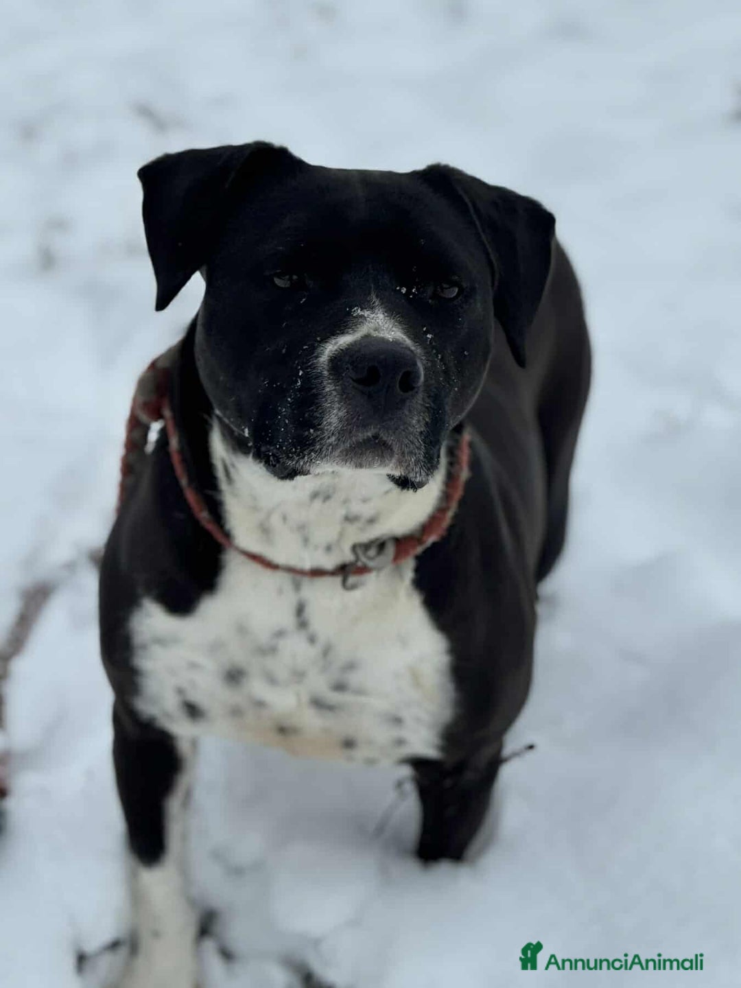 Staffordshire cani in regalo: ROSA, mix STAFFY incredibilmente coccolona! - Annuncio 8