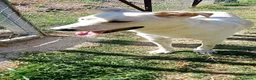 Meticcio cani in regalo: ROBERTO socievole - allegro! a Provincia di Macerata - Annuncio 3