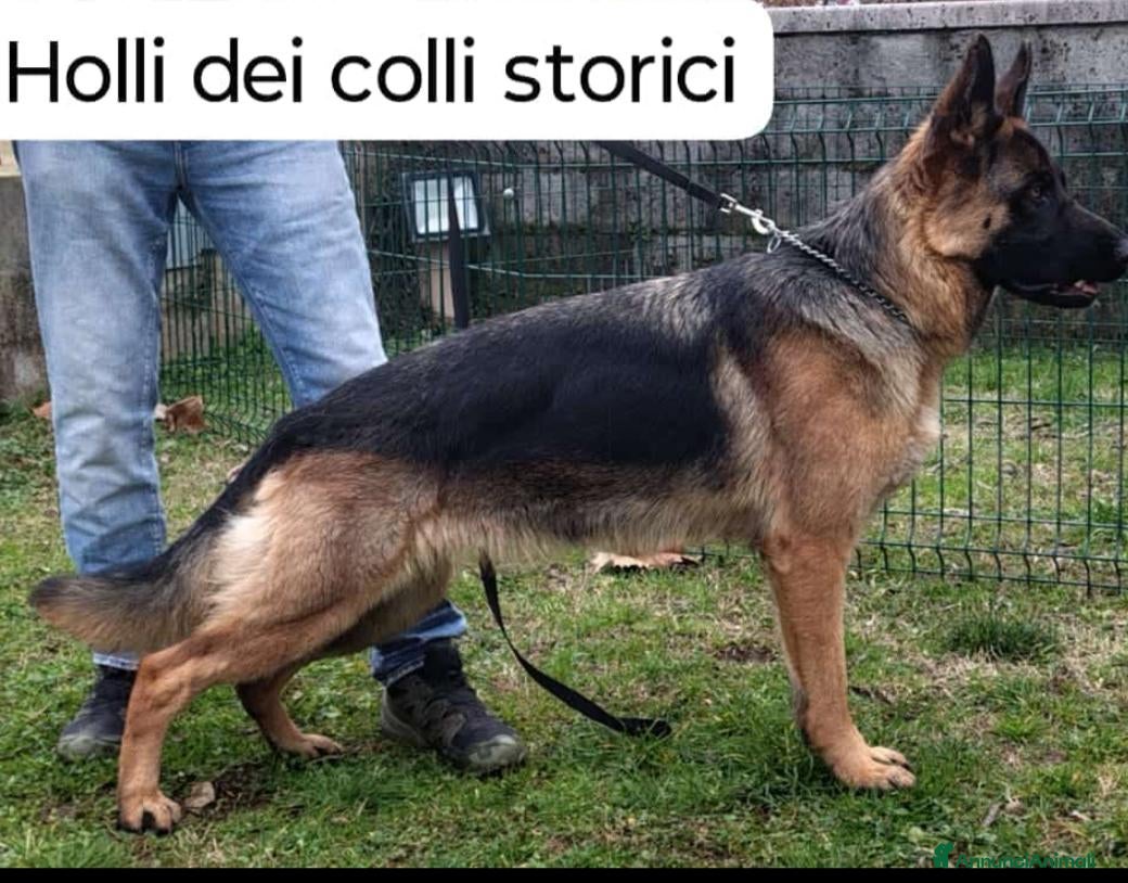 Pastore Tedesco cani Disponibili 2 femmine da genitori come da foto - Annuncio 1
