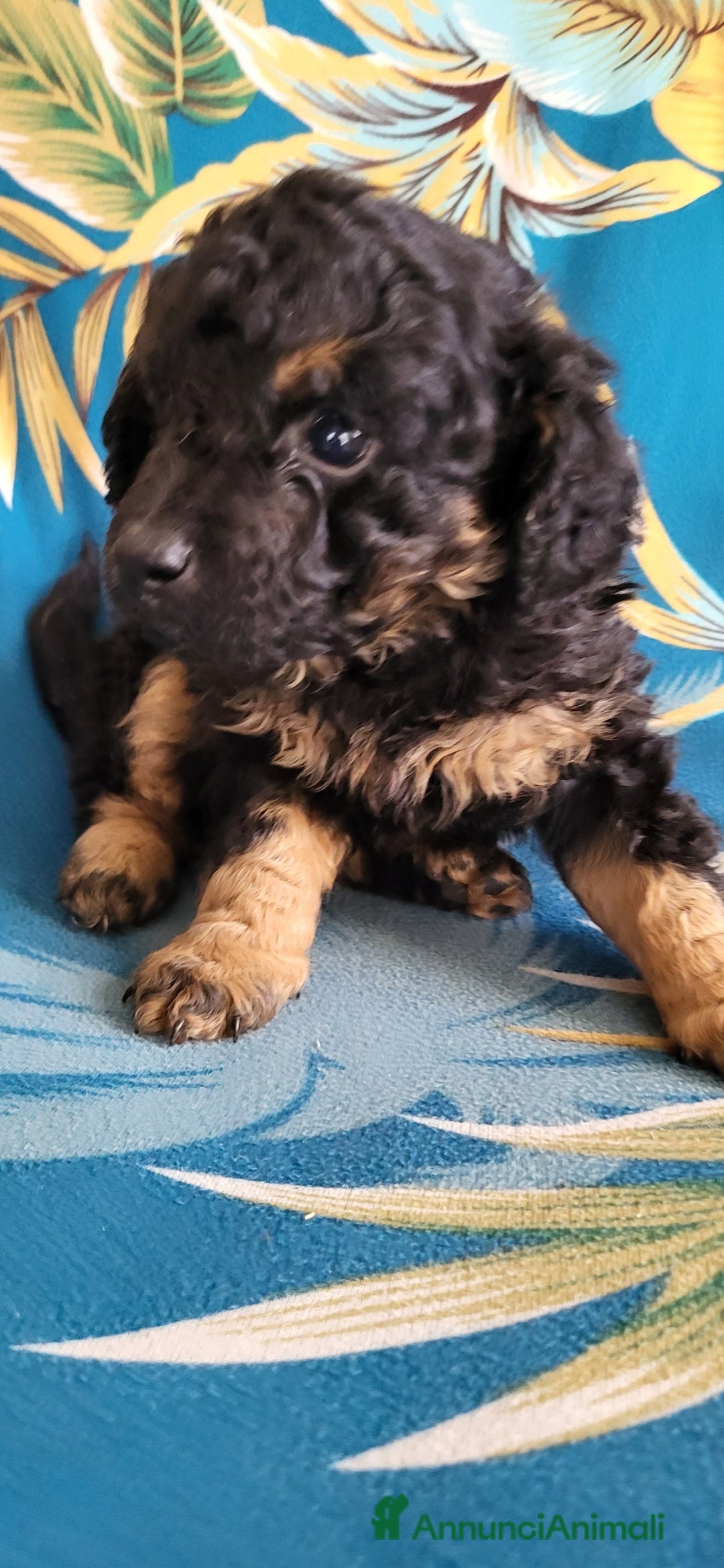 Barboncino cani in vendita: Cuccioli di Barboncino - Annuncio 4