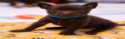 Australian Kelpie cani in vendita: Cuccioli Australian Kelpie  a Provincia di Siena - Annuncio 35