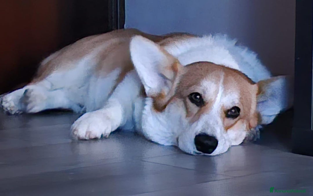 Corgi Pembroke cani in vendita: Corgi Pembroke  a Provincia di Pavia - Immagine 4
