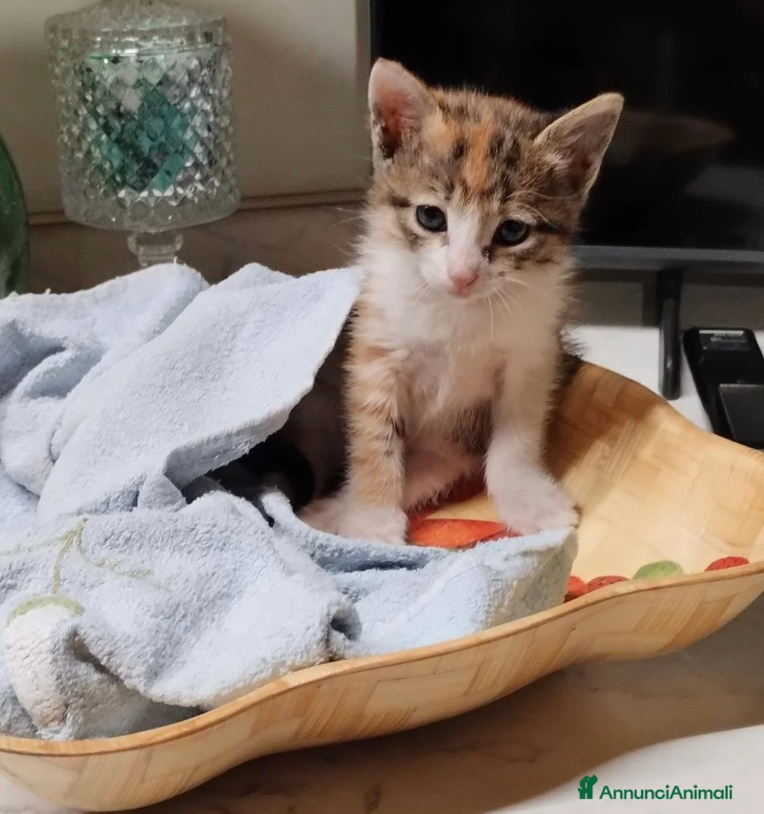 Europeo gatti in regalo: Terra dolcissima micina tricolore a Città metropolitana di Milano - Annuncio 1