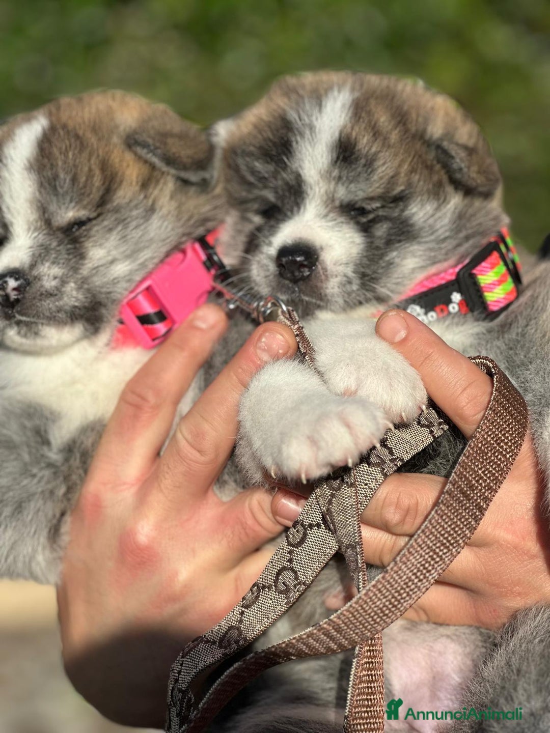 Akita Inu cani in vendita: Vendesi cuccioli Akita Inu ALTA GENEALOGIA  - Annuncio 11
