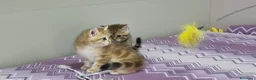 Scottish gatti in vendita: Cuccioli razza scottish straight e fold - Annuncio 6