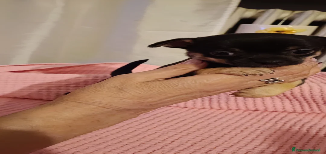 Immagine della galleria {{count}}