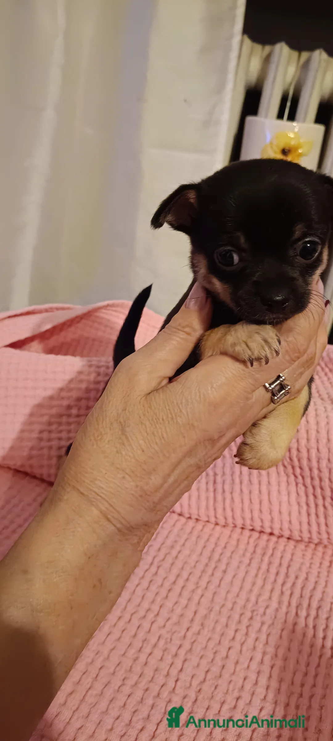 Immagine della galleria {{count}}