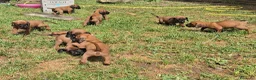 Segugio Bavarese cani in vendita: Cucciolata di Segugio bavarese - Annuncio 6