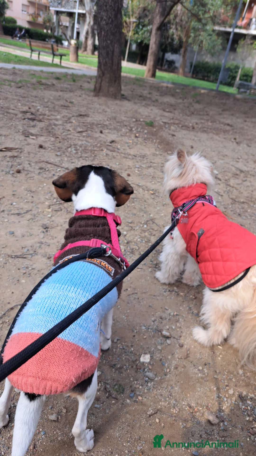 Meticcio cani in regalo: Cuccioli cercano urgentemente famiglia  a Provincia di Monza e della Brianza - Annuncio 2