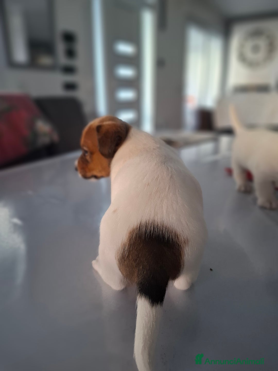 Jack Russell cani in vendita: JACK RUSSEL ultimo maschietto Pedigree - Annuncio 6