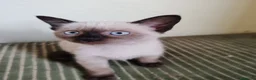 Siamese gatti in vendita: Siamese a Provincia di Biella - Annuncio 5