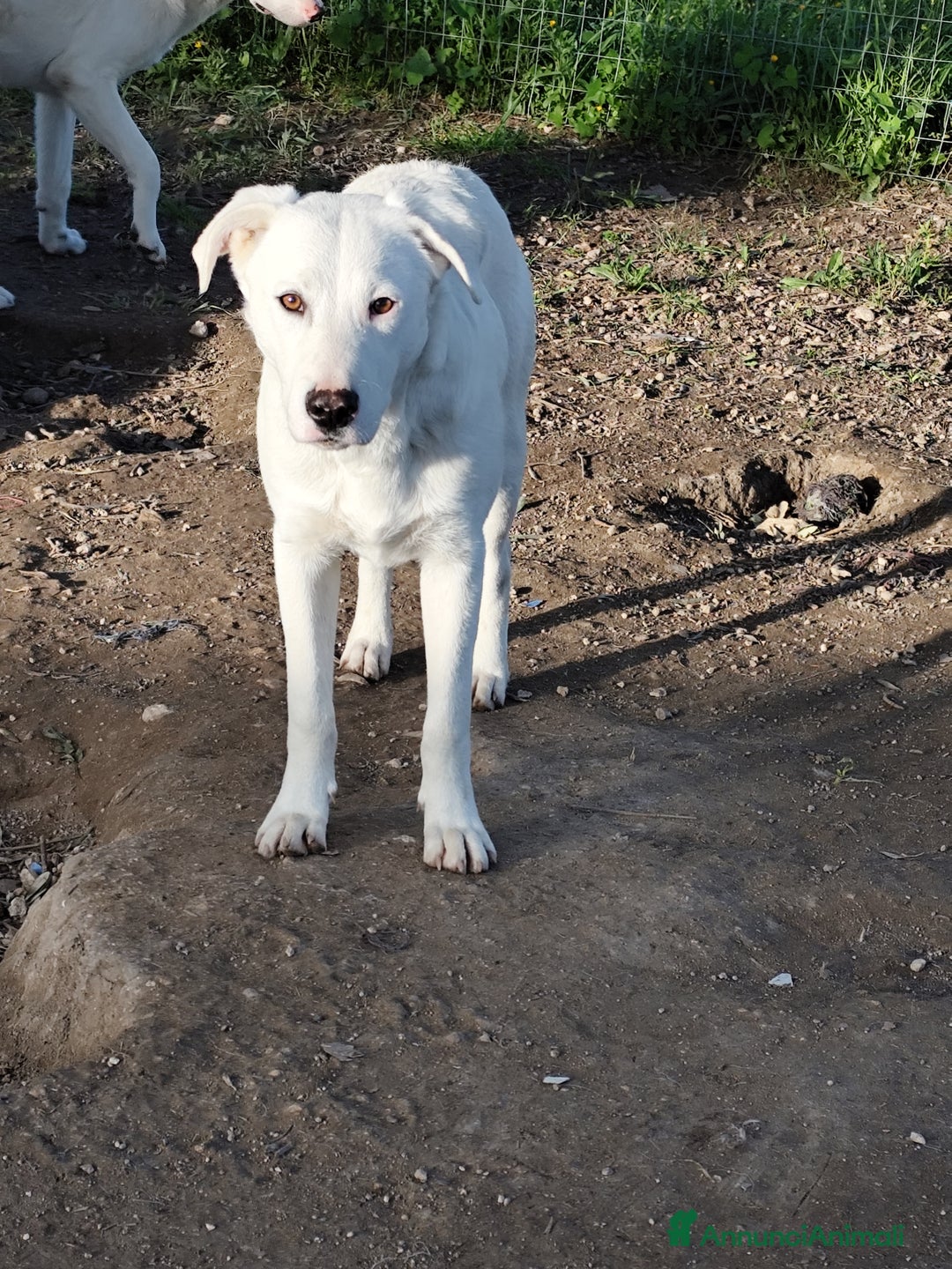 Meticcio cani in regalo: Cuccioli Taglia Media in Regalo - Annuncio 5