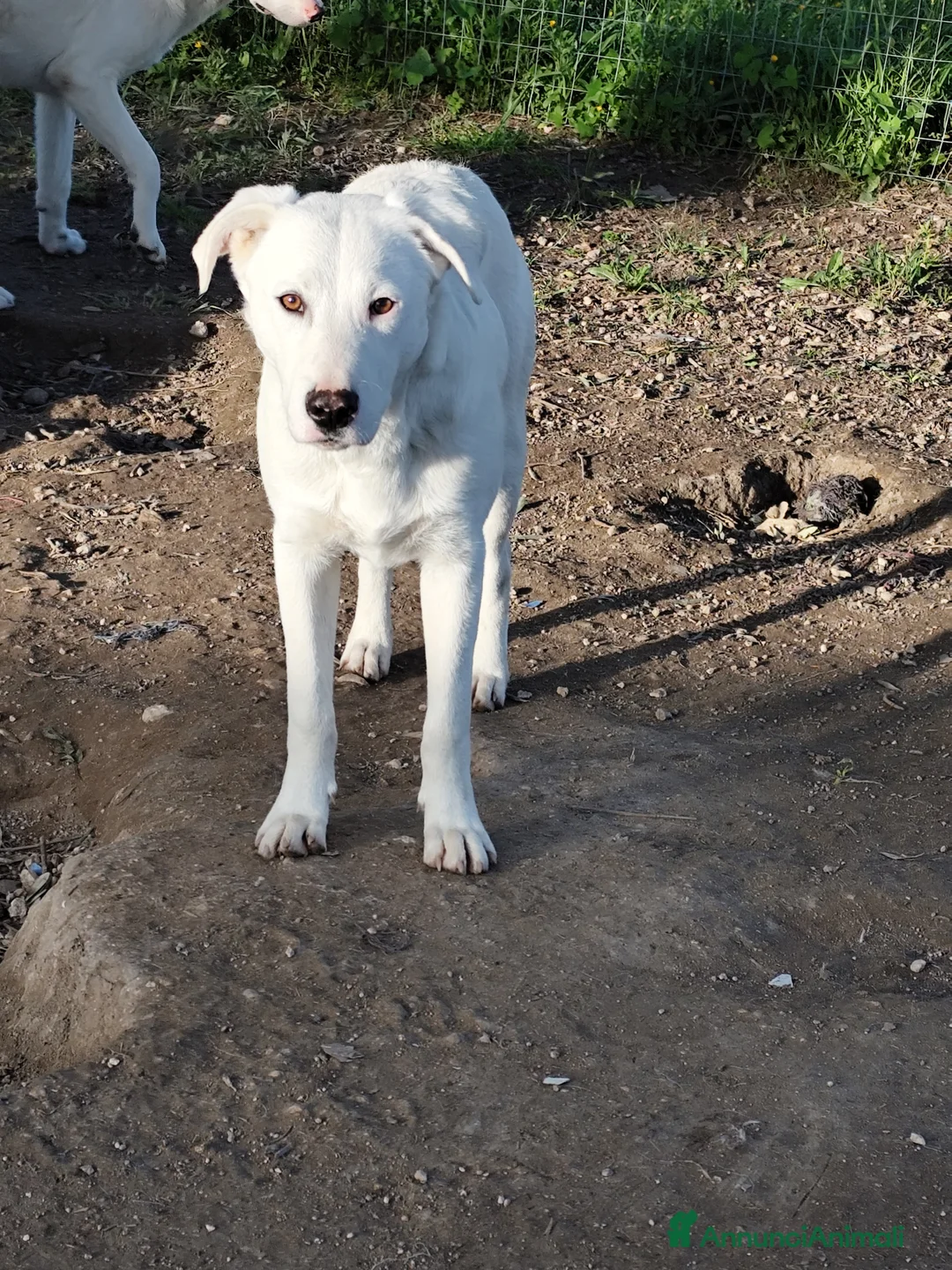 Meticcio cani in regalo: Cuccioli Taglia Media in Regalo - Annuncio 5