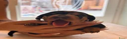 Bassotto Nano cani in vendita: Cuccioli di bassotto a pelo corto Arlecchino  - Annuncio 15