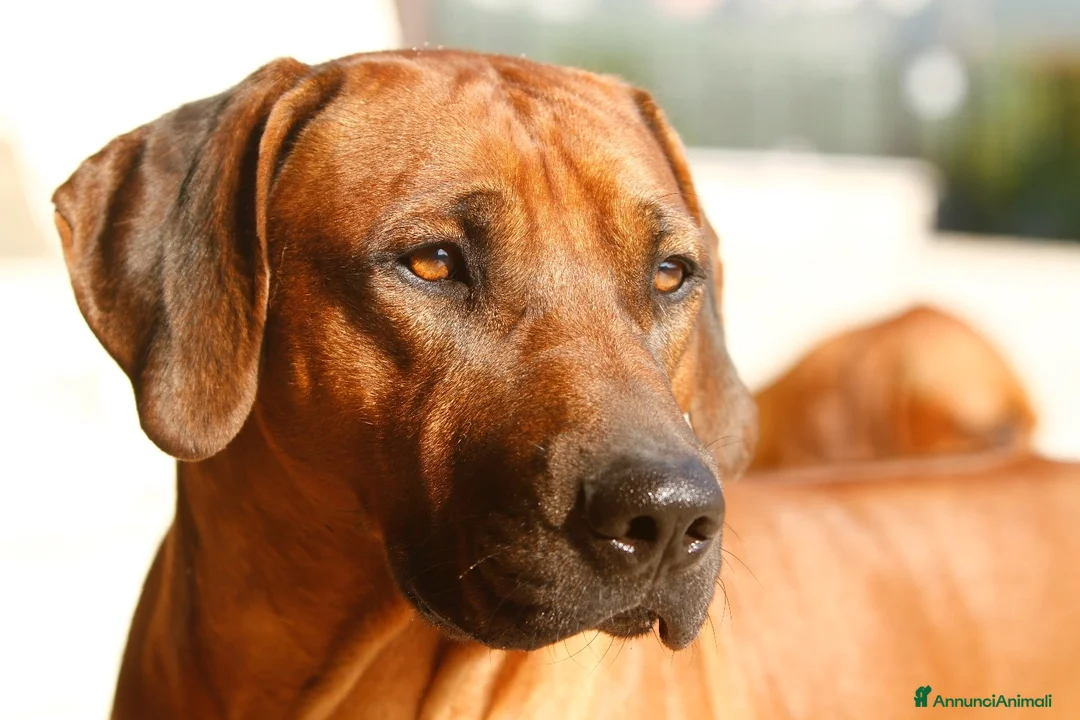 Immagine della galleria {{count}}