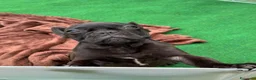 Bulldog Francese cani in vendita: Bulldog francese total black  - Annuncio 2