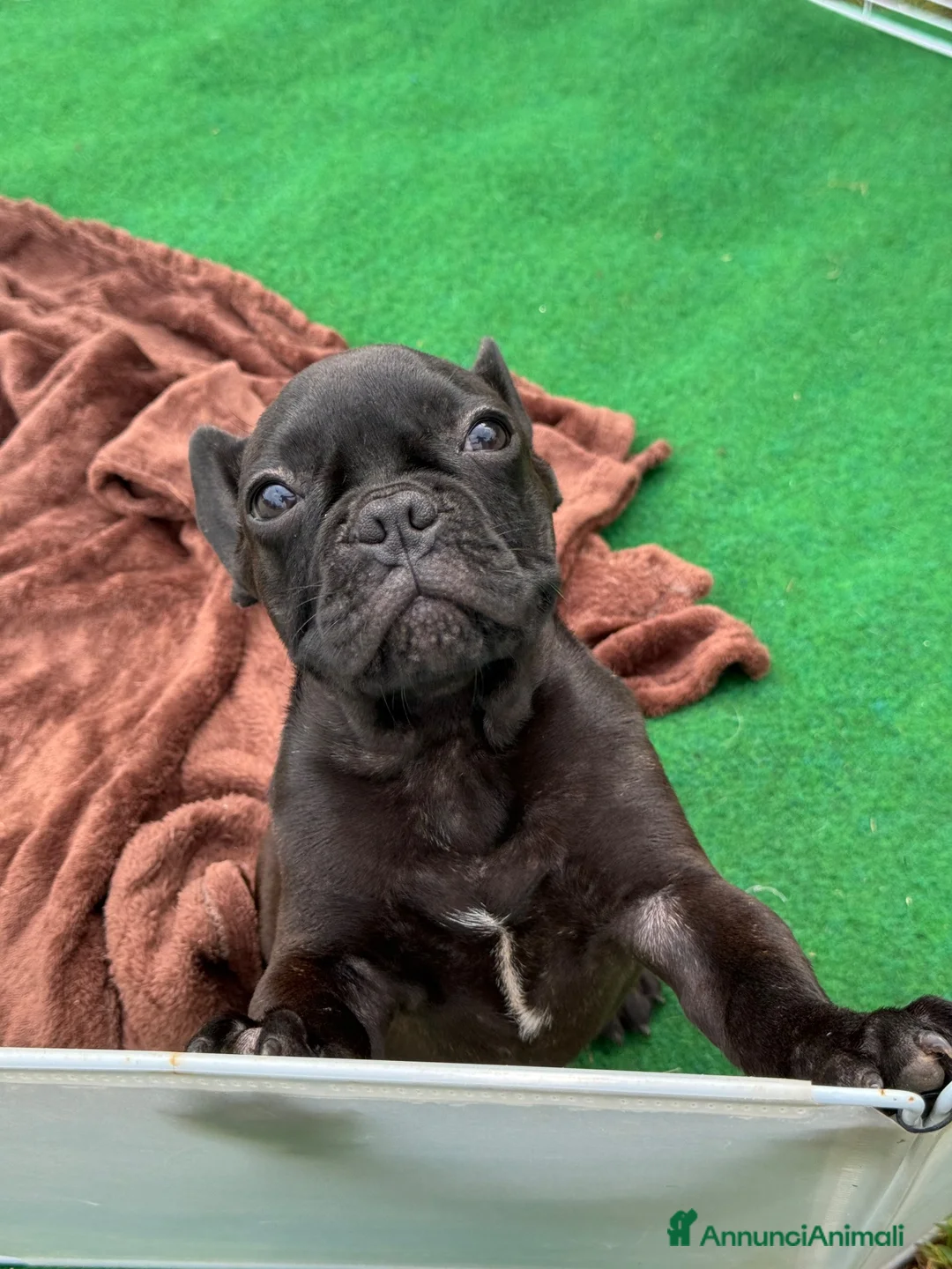 Bulldog Francese cani in vendita: Bulldog francese total black  - Annuncio 2