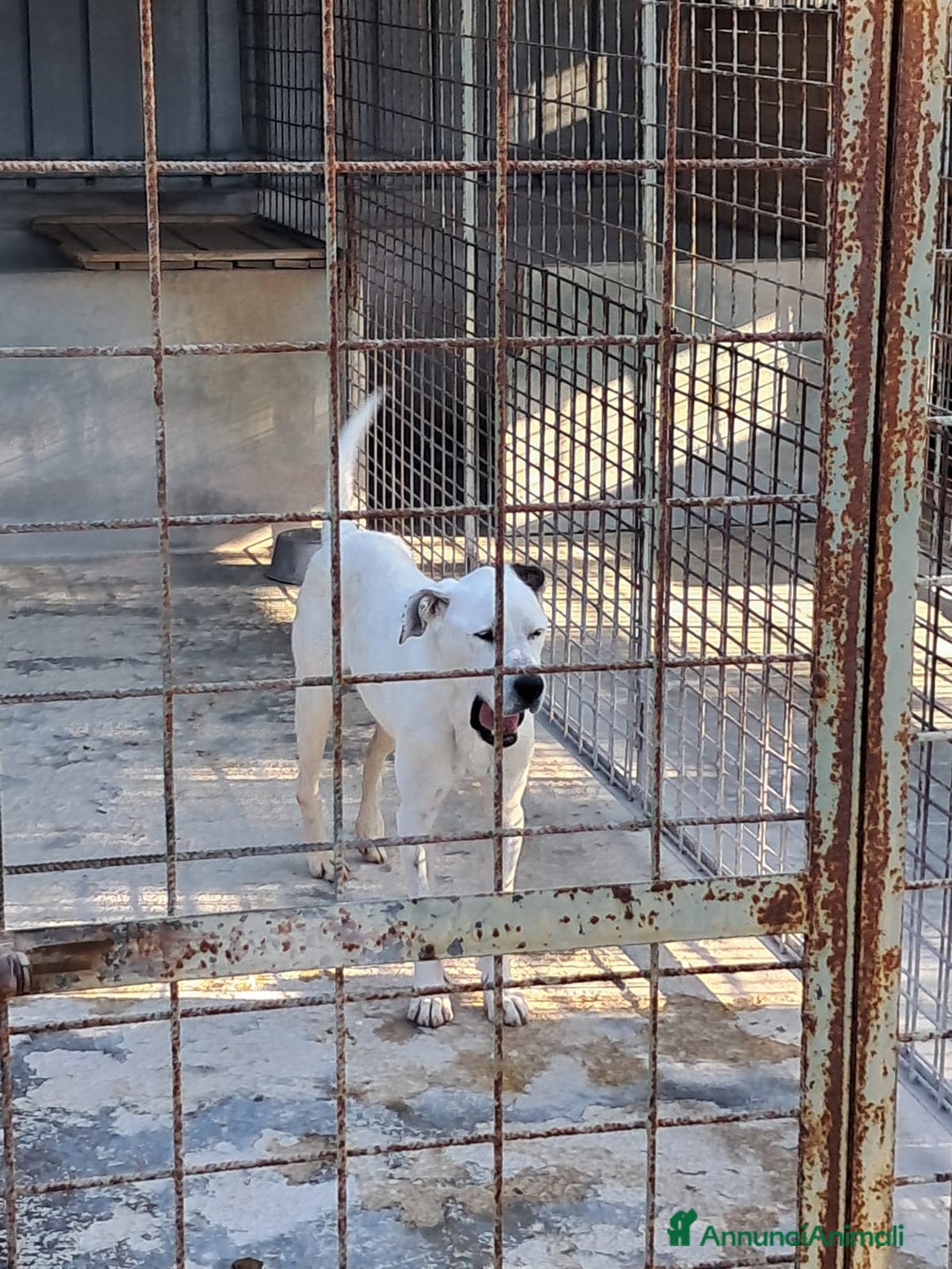 Meticcio cani in regalo: LEANDRO adottabile da tutti a Provincia di Treviso - Annuncio 3