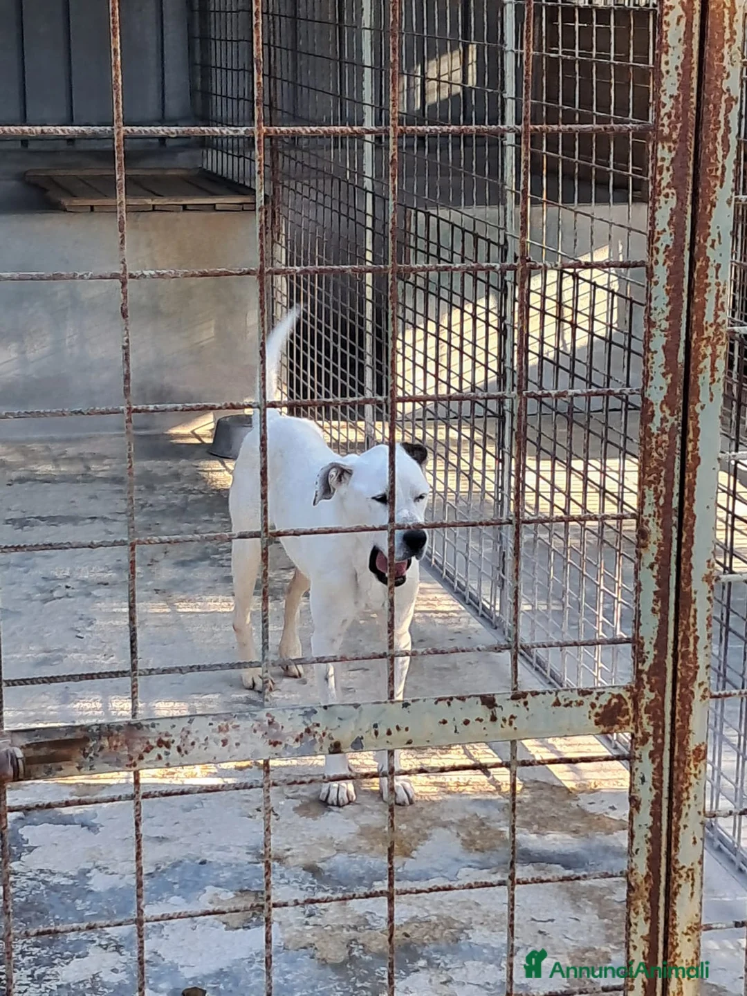 Meticcio cani in regalo: LEANDRO adottabile da tutti a Provincia di Treviso - Annuncio 3