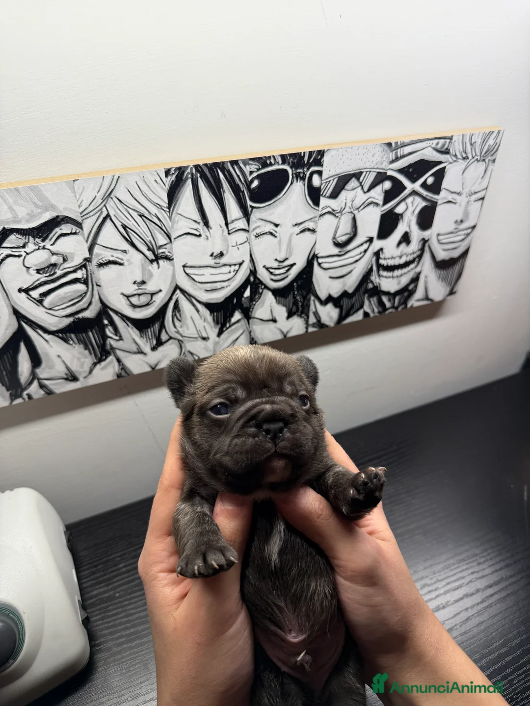 Bulldog Francese cani in vendita: Bulldog francese  - Annuncio 7