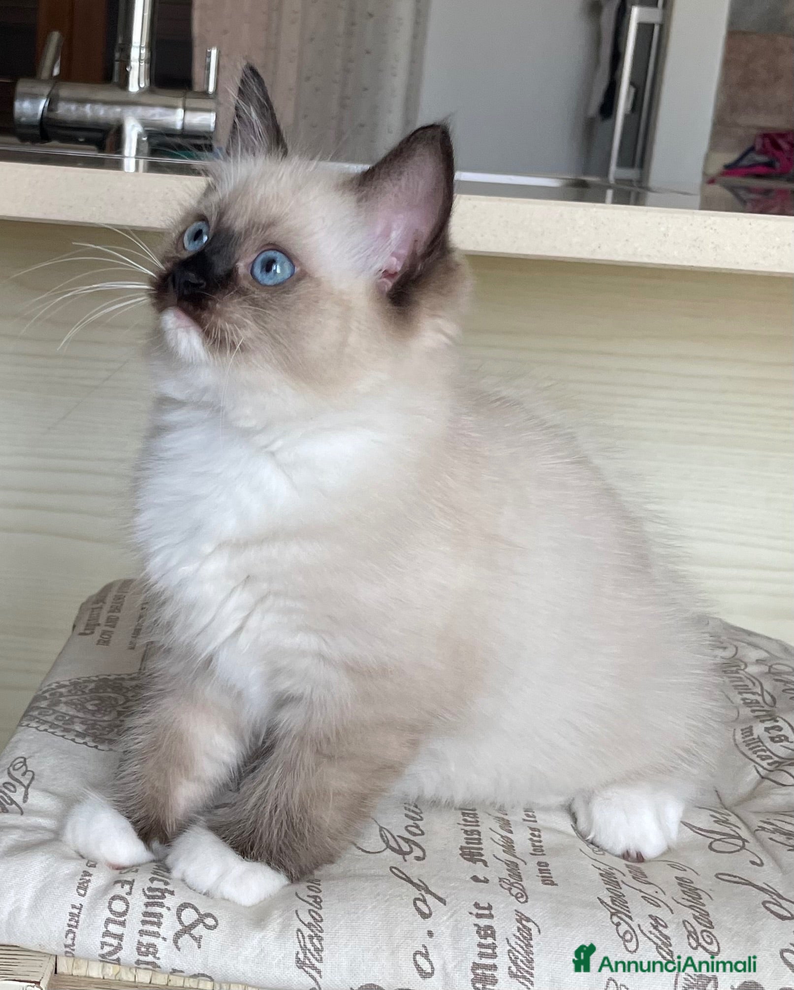 Ragdoll gatti Cuccioli Ragdoll con pedigree  - Annuncio 14