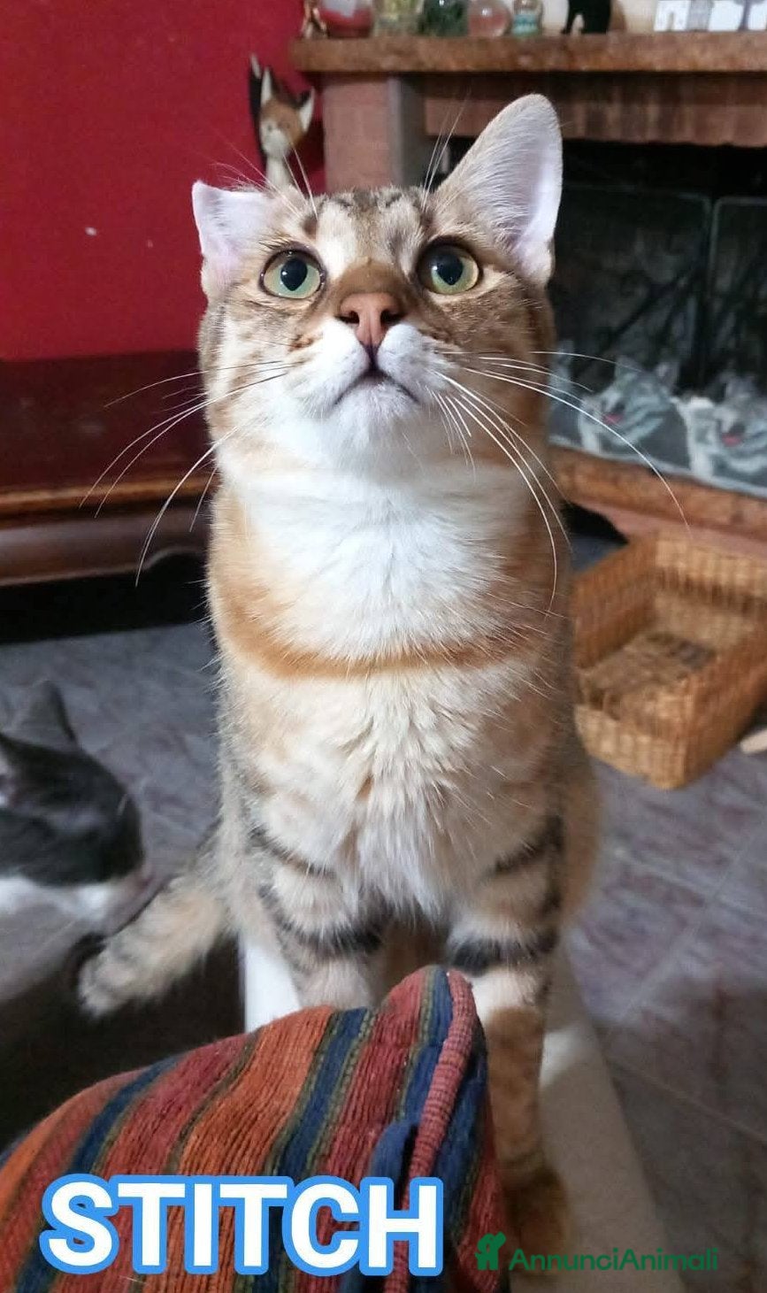 Europeo gatti STITCH, tenero cucciolo in adozione ! - Annuncio 5