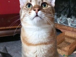 Europeo gatti STITCH, tenero cucciolo in adozione ! - Annuncio 5