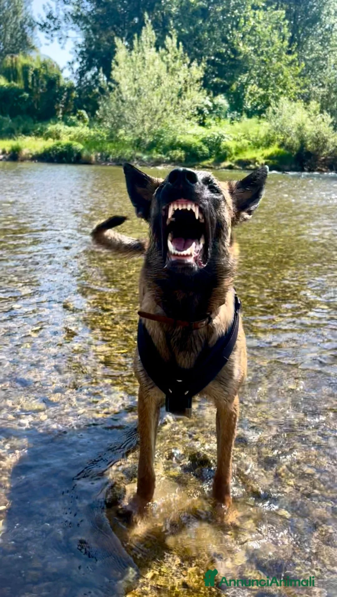 Immagine della galleria {{count}}