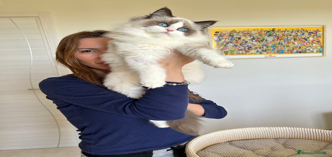 Immagine della galleria {{count}}