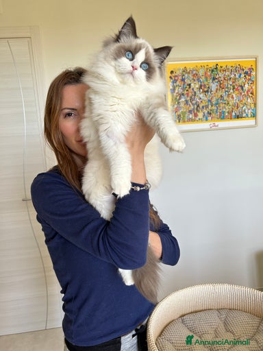 Immagine della galleria {{count}}