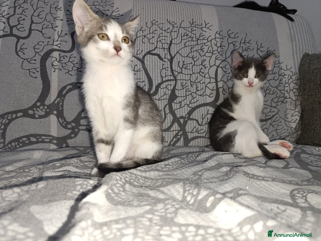 Meticcio gatti in regalo: REGALO - Annuncio 1