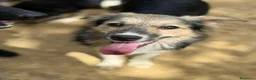 Meticcio cani in regalo: KITKAT, cucciola dolce come il miele! TG PICCOLA - Annuncio 5
