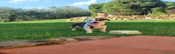 Meticcio cani in regalo: FAN, timido cucciolo ZAMPACORTA! tg PICCOLA - Annuncio 6