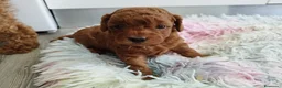Barboncino cani in vendita: Barboncino mini toy/toy  - Annuncio 1