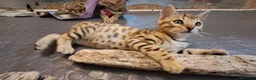 Bengala gatti in vendita: Cuccioli bengala con pedegree a Provincia di Parma - Annuncio 6