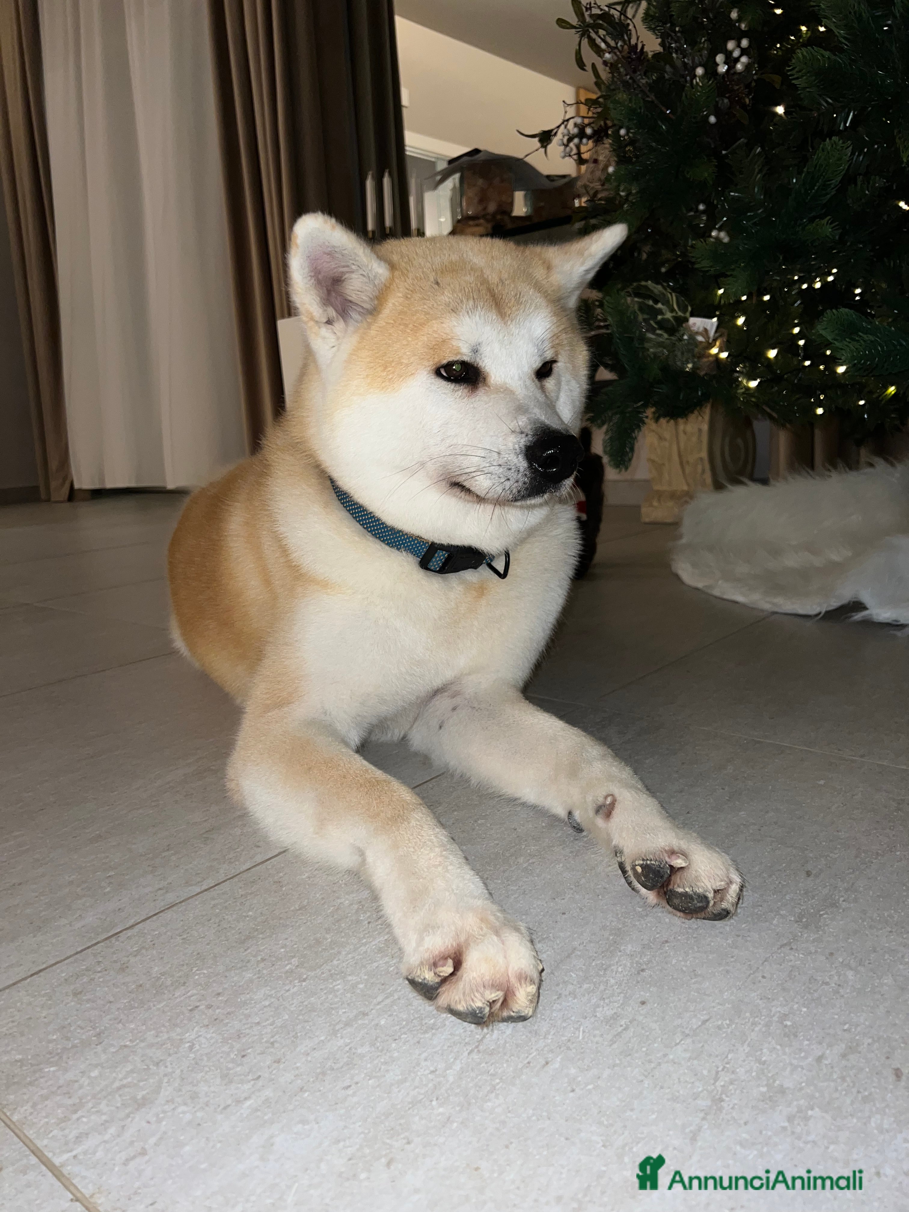 Akita Inu cani Cuccioli di akita inu disponibili dal 23 dicembre  - Annuncio 2