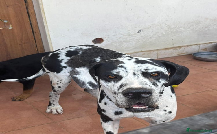 Alano cani a Provincia di Foggia - Annuncio 2