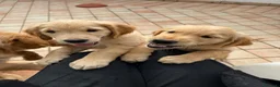 Golden Retriever cani in vendita: Cuccioli di Golden Retriever disponibili - Annuncio 5