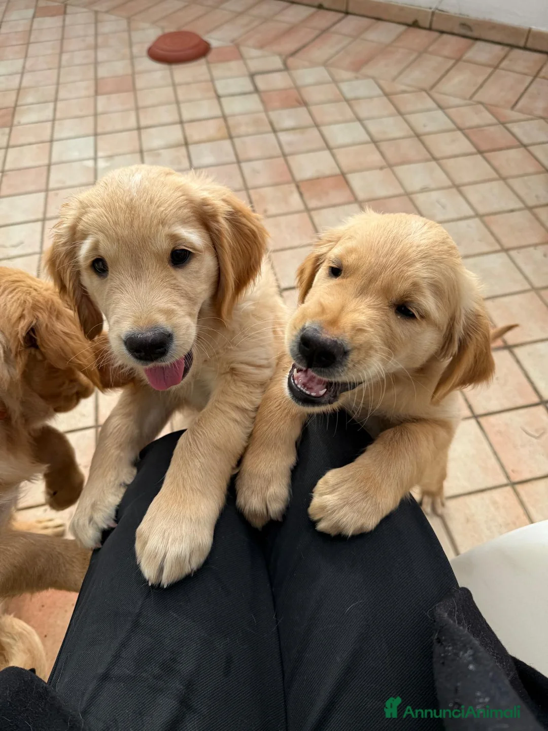 Golden Retriever cani in vendita: Cuccioli di Golden Retriever disponibili - Annuncio 5