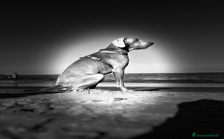 Weimaraner cani a Provincia di Padova - Annuncio 3