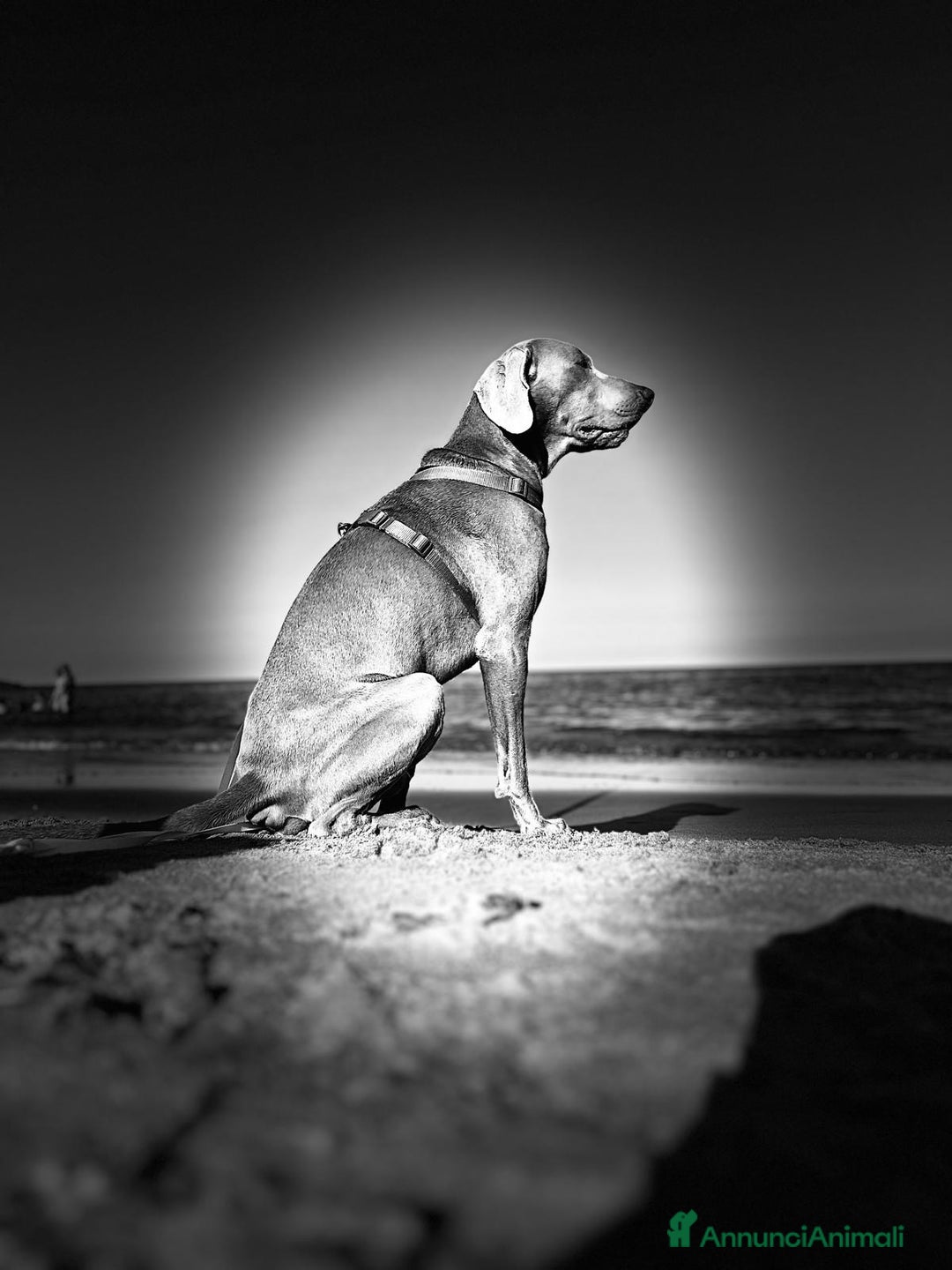 Weimaraner cani in vendita: Cuccioli Weimaraner pubblicita segugio a Provincia di Padova - Immagine 1