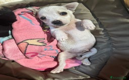Meticcio cani in regalo: Nello, 30 giorni  a Provincia di Bergamo - Immagine 2