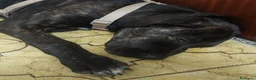 Cane Corso cani in vendita: Cucciola Cane Corso a Provincia di Forlì-Cesena - Annuncio 11
