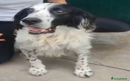 Setter Inglese cani in regalo: Setter 9anni ipovedente in rifugio da mesi.BRESCIA a Città metropolitana di Milano - Immagine 5