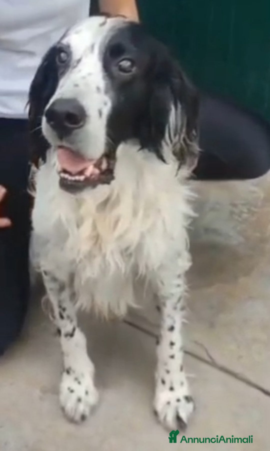 Setter Inglese cani in regalo: Setter 9anni ipovedente in rifugio da mesi.BRESCIA a Città metropolitana di Milano - Immagine 5