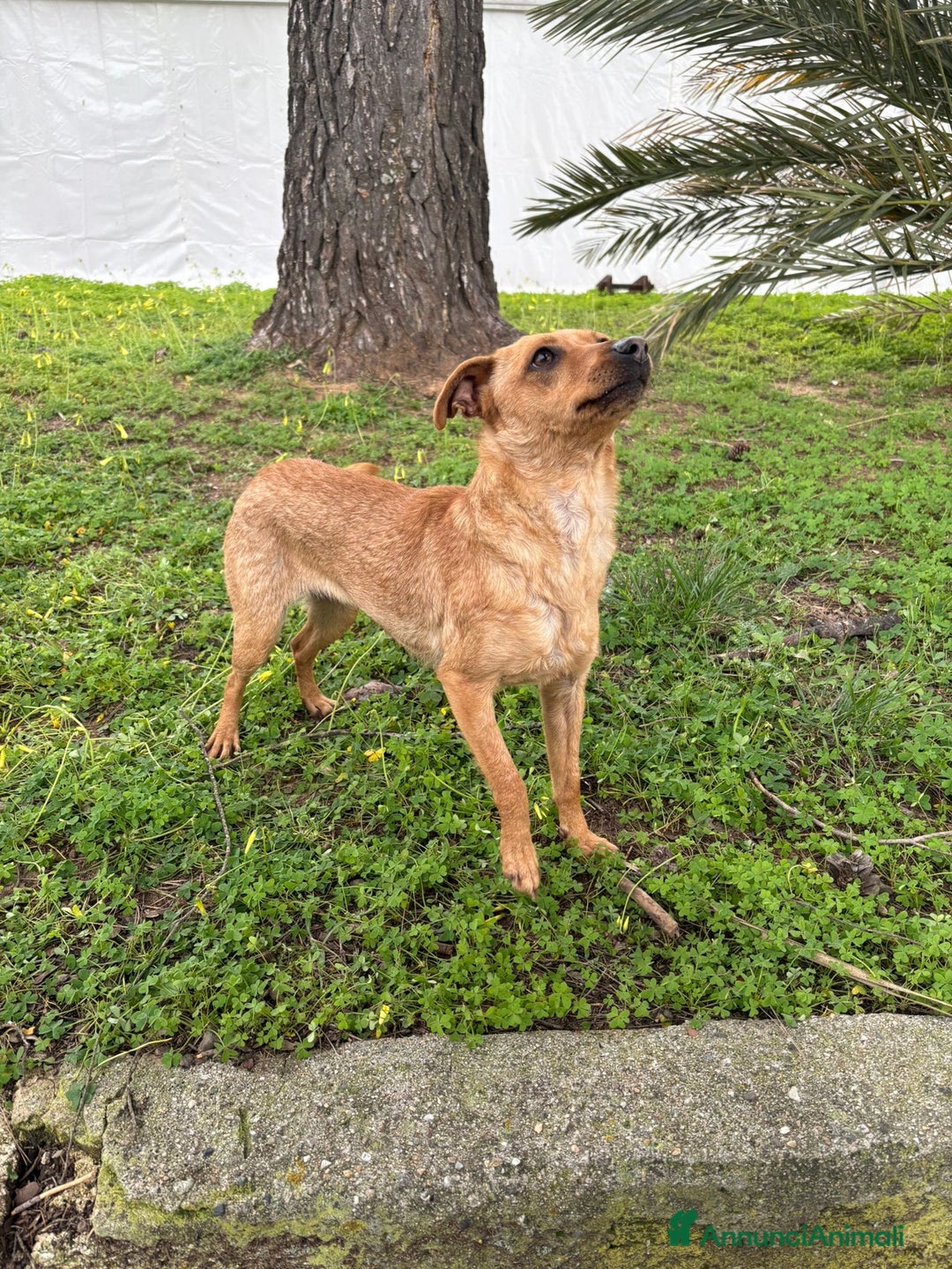 Meticcio cani in regalo: JASMINE 🩷-taglia piccola, cerca di nuovo casa - Annuncio 4